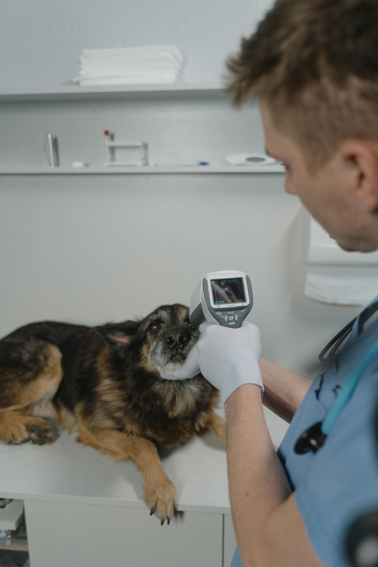 Comprehensive Guide to Pet Reproductive Services: Ensuring Your Dog’s Health & Breeding Success
