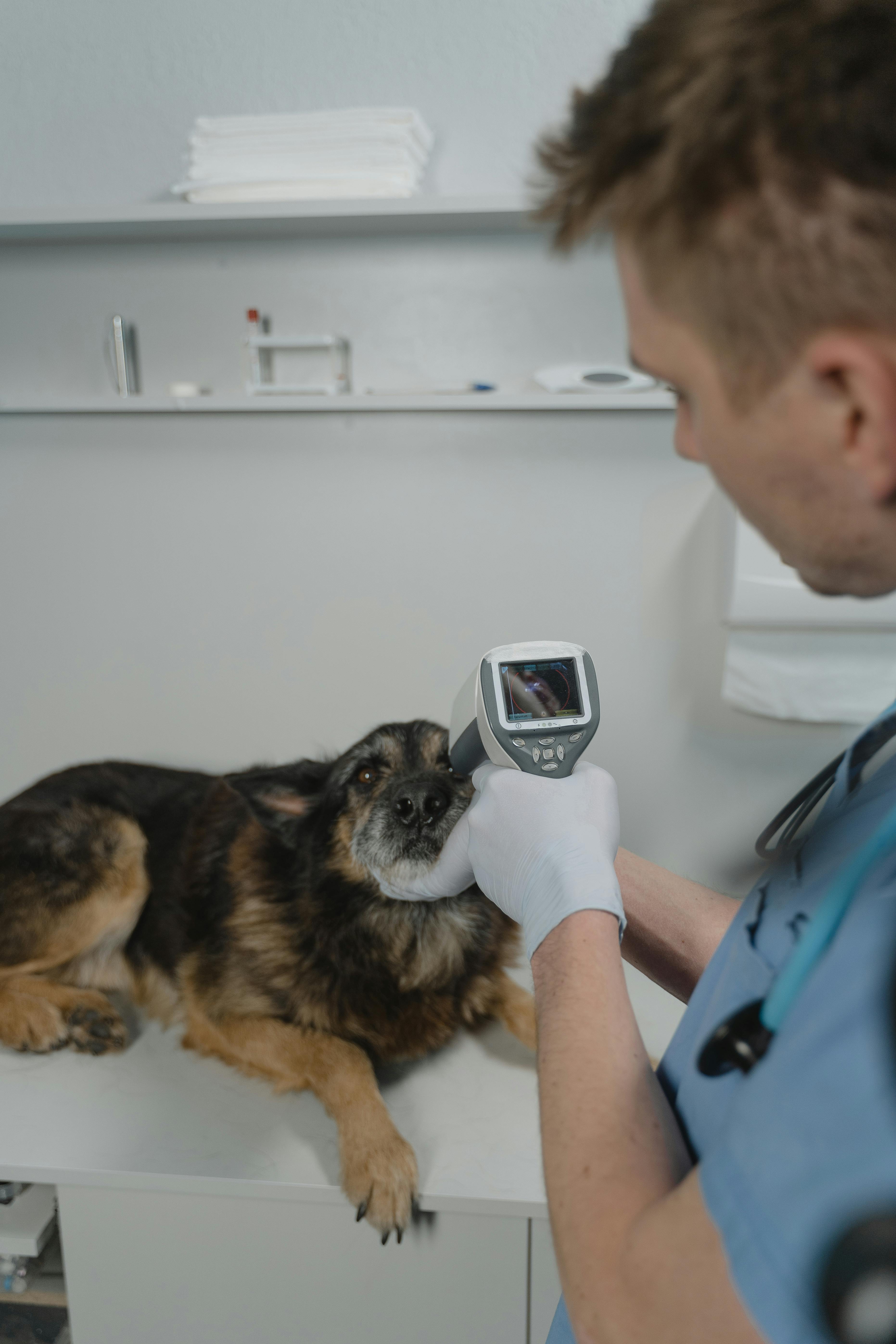 Comprehensive Guide to Pet Reproductive Services: Ensuring Your Dog’s Health & Breeding Success