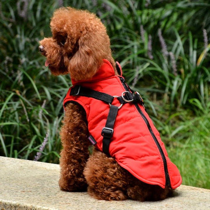 Padded Dog Vest with Harness for Small and Medium Dogs - rarefrenchies 