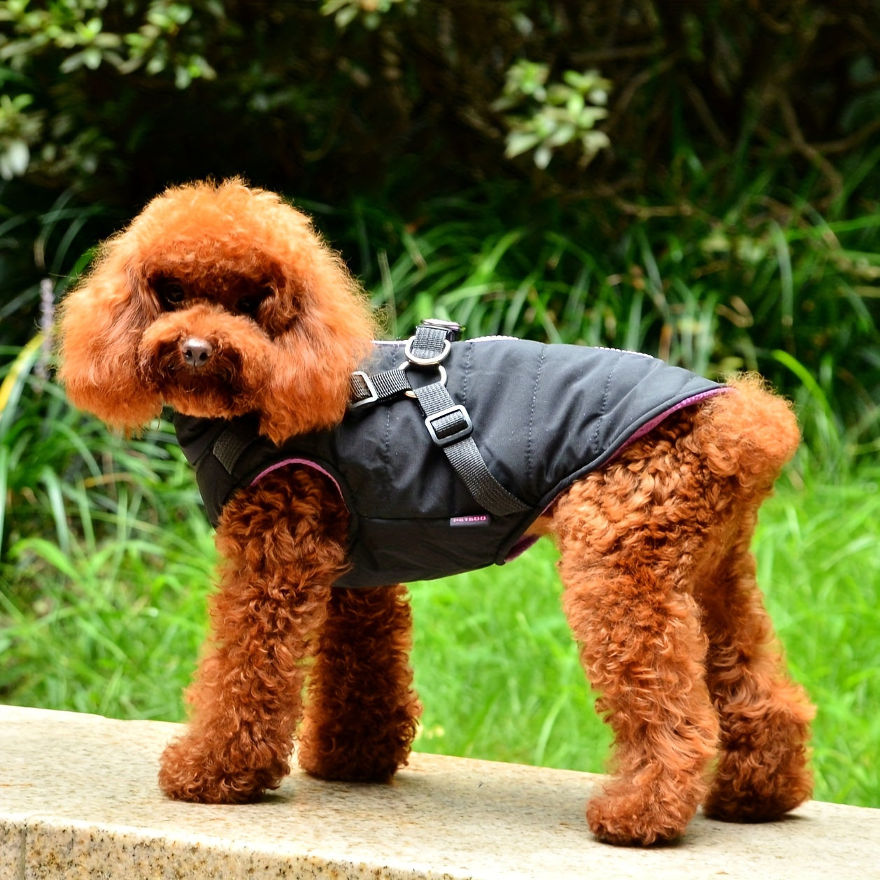 Padded Dog Vest with Harness for Small and Medium Dogs - rarefrenchies 